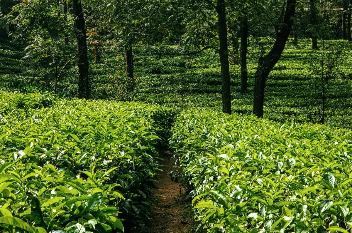 plantation poireaux